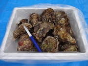 殻付牡蠣20個