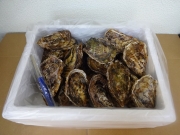 殻付牡蠣25個